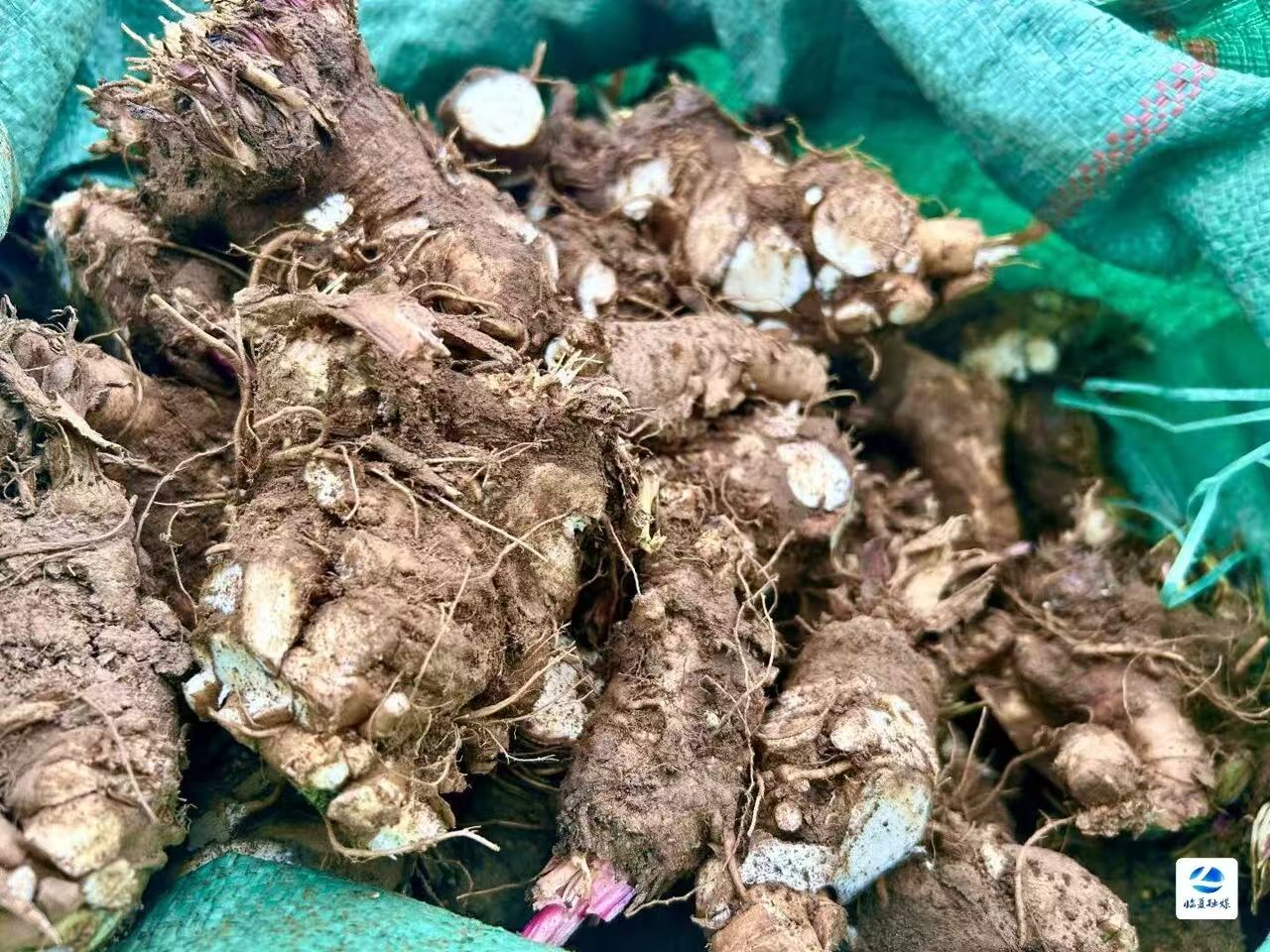 康乐县：当归“链”动致富路
